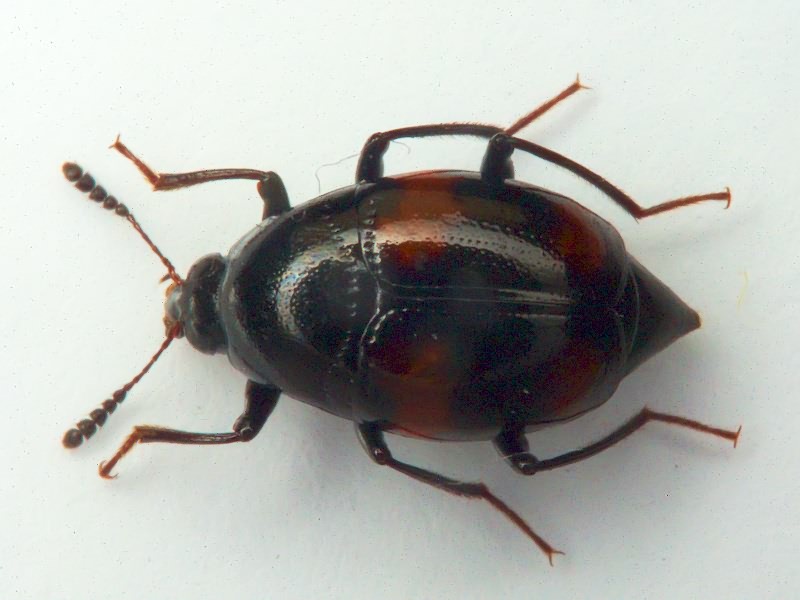 Scaphidium quadrimaculatum Olivier, 1790